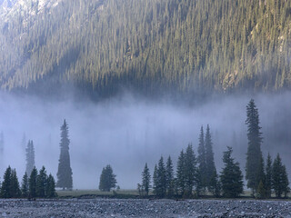 Wall Mural - Forest in the morning mist