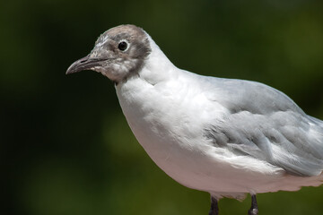 Poster - A close up of a black headed gull showing part of its body and head. Taken against a natural darker background
