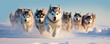 Husky dogs puppies running through the snow in winter path.