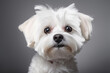 portrait of a white Maltese dog with white background
