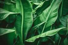 A Close Up Of A Large Green Leafy Plant With A Dark Background. Generative Ai.