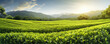 Green field of tea at sunny day,