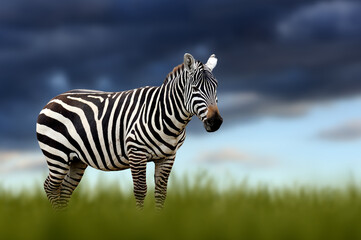 Canvas Print - Zebra in the grass on storm sky background in the savannah