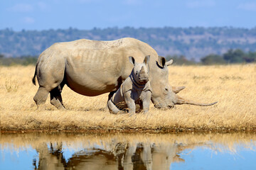 Wall Mural - Family of rhinos are reflected in the water in the savannah