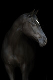 Fototapeta Konie - Beautiful horse portrait