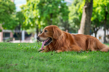 Poster - Golden Retriever lying on grass in park