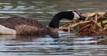 A Canada Goose Eating Leaves From A Grass Plant Floating Near The Lake Shore