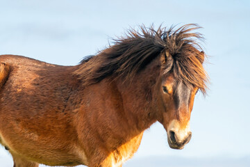 Wall Mural - Head of a wild brown Exmoor pony, against a blue sky in the nature reserve in Fochteloo, Fall colors in winter. The Netherlands. Selective focus