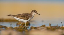 Common Sandpiper (Actitis Hypoleucos) Is A Wetland Bird That Feeds On Mollusks Near Lakes And Streams. It Is A Common Bird In Asia, Europe, Africa And Australia.