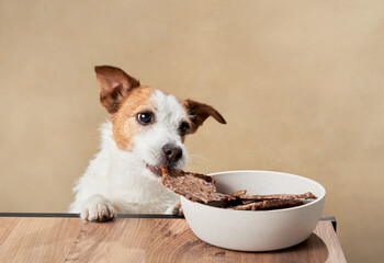 Wall Mural - the dog steals the treat from the bowl. funny jack russell terrier on a beige background. Pet at home 