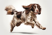 Jumping Moment, English Springer Spaniel Dog On White Background. Jumping Moment, White Background, Springer Spaniel, English Springer Spaniel, Dog, Photo, Dogs, Pet. 