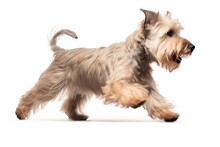 Jumping Moment, Glen Of Imaal Terrier Dog On White Background. Jumping Moment, Glen Of Imaal Terrier, White Background, Dog Breeds, Dog Personality, Dog Care. 