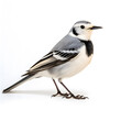 White wagtail on white background