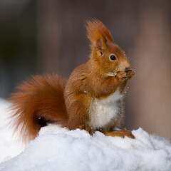 Wall Mural - eurasian red squirrel, sciurus vulgaris.
