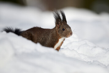 Wall Mural - eurasian red squirrel, sciurus vulgaris.