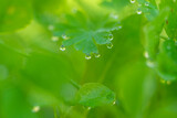 Fototapeta Tęcza - Close-up of small fresh dew water drops on a green leaf of a wild plant. Horizontal image with blurred natural background. Nature macro photography with copy space.