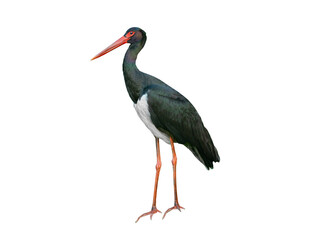 Sticker - black stork isolated on white background