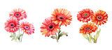 spring gerbera daisy flowers watercolor ai generated