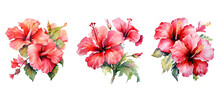 Blossom Hibiscus Flowers Watercolor Ai Generated