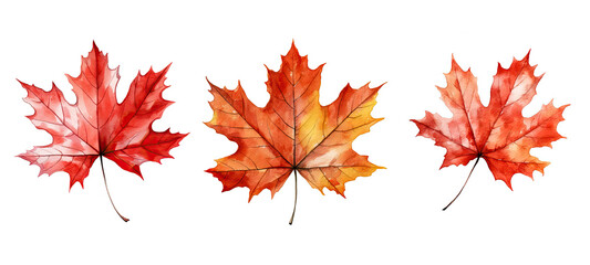 canada maple leaf watercolor ai generated