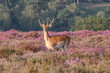 A large single fallow deer standing in heather lit by early morning sun with trees and bushes behind all in the New Forest, Hampshire, UK