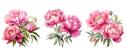 Wall Mural - floral colorful peony flowers watercolor ai generated
