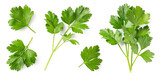 Fototapeta Kwiaty - Mediterranean herbs and spices: set of fresh, healthy parsley leaves, twigs, and a small bunch isolated over a transparent background, cooking, food or diet design elements, PNG