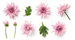 set / collection of delicate pink chrysanthemum flowers, buds and leaves isolated over a transparent background, cut-out floral garden or seasonal summer design elements, top view / flat lay
