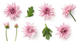 Fototapeta Kwiaty - set / collection of delicate pink chrysanthemum flowers, buds and leaves isolated over a transparent background, cut-out floral garden or seasonal summer design elements, top view / flat lay
