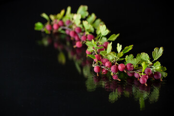 Wall Mural - branch of ripe gooseberries on black background