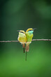 wild Green bee eater or Merops orientalis pair in natural green background perched on a branch in monsoon season at keoladeo national park or bharatpur bird sanctuary rajasthan india asia