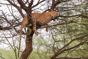 indian wild huge and large male leopard or panther or panthera pardus resting on tree trunk or branch with eye contact in natural monsoon green background in day safari at forest or central india asia