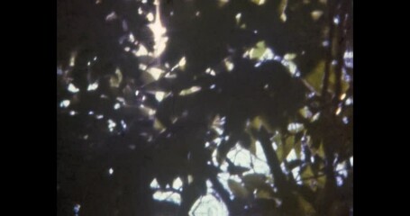 Wall Mural - close up, green forest foliage in bright sunlight in summer. sun light break through tree leaves in 