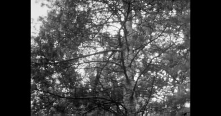 Wall Mural - close up, leaves trees in summer forest. crown tree foliage in spring park nature. archival vintage 