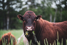 Saler Bull Eating Grass In Summer Pasture