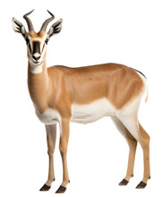 Antelope  Isolated On The Transparent Background PNG. AI Generative.
