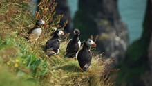 Adorable Puffins Looking Around Sitting On The Shore. Pretty Flock Of Puffin Watching Nature Close To The Sea. Island Colorful Bird Flying Under The Earth. Concept Of Northern Seabird