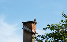 Wild Pigeon Sits On House Chimney Against Blue Sky