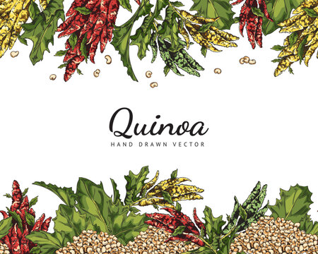 Wall Mural -  - Quinoa fresh branch with flowers, leaves and seeds, grains hand drawn vector poster, label design template, lettering