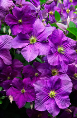 Wall Mural - Purple flowers clematis in sun light on garden in summer