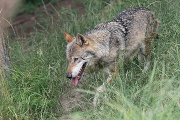 Wall Mural - Wild Alps, the Italian wolf at dusk (Canis lupus italicus)