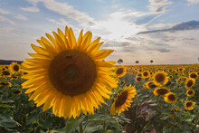 A Field With Beautiful Sunflowers