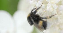 Busy Bumblebee On A White Flowers. Static Close Up Handheld Shot, Real Time Movement, Shallow Depth Of Filed, Natural Lighting, Cloudy Summer Day Afternoon