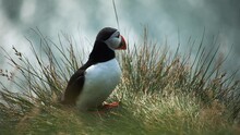 Portrait Of A Northern Puffin Sitting On The Grass Near To The Sea. Closeup Of Beautiful And Watchful Seabird In Natural Landscape. Red Beak Bird Enjoying The Place. Concept Of Iceland And View