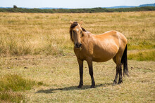 New Forest Pony At Lymington And Keyhaven Marshes Nature Reserve Hampshire England