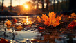 autumn leaves on the water. Autumn landscape. Fall leaf. Maple leaf on the ground. Autumn leaves. Fall landscape. Cold month. Sunset. Orange leaf