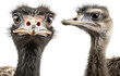 Ostrich set. Farm ostrich in profile and full face. Ostrich close-up. Isolated on a transparent background. KI.