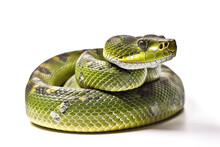 Green Snake Isolated On White Background.Generative Ai.