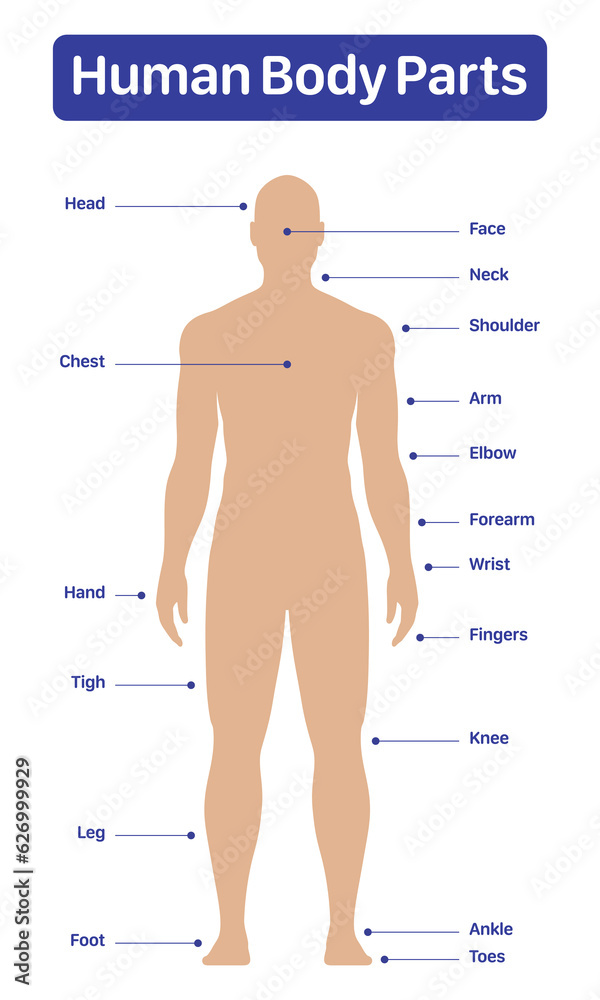 Parts Of The Body Diagram
