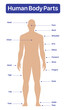 Male human body parts medical diagram poster, vector illustration on a white background.